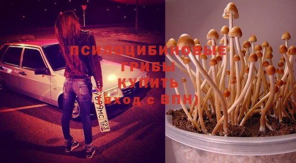 шишки Карпинск